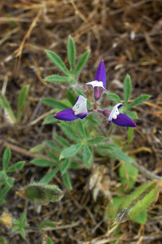 Lupinus bicolor