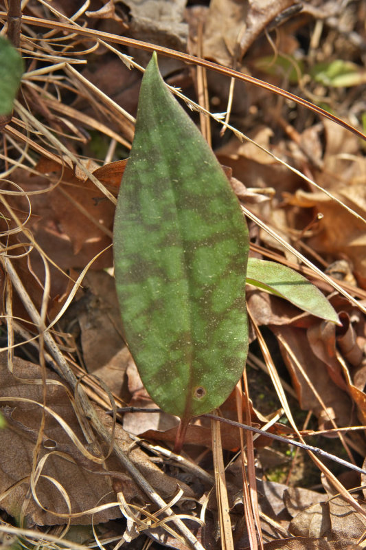 Erythronium umbilicatum ssp. umbilicatum