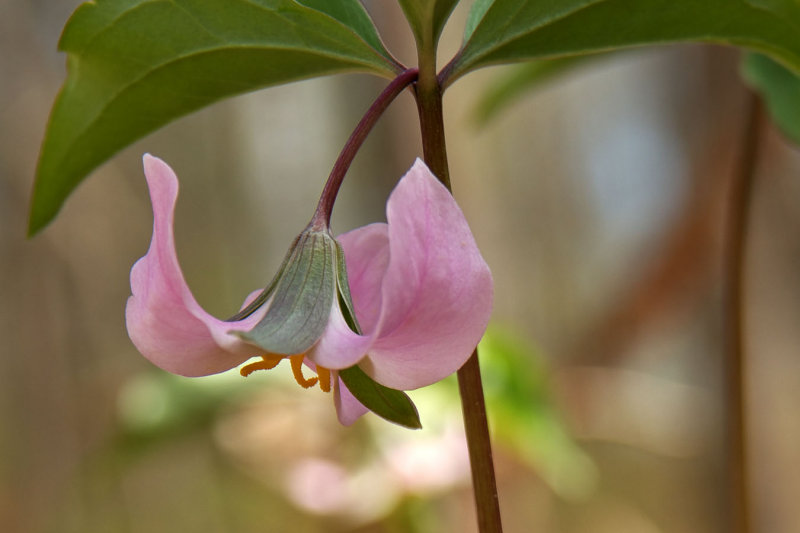 Trillium catesbaei
