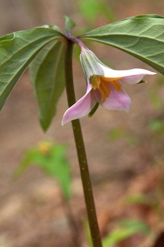 Trillium catesbaei