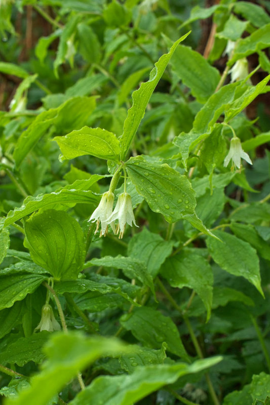 Prosartes hookeri