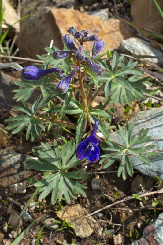 Delphinium glareosum