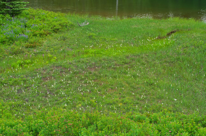 Eriophorum angustifolium subsp. angustifolium