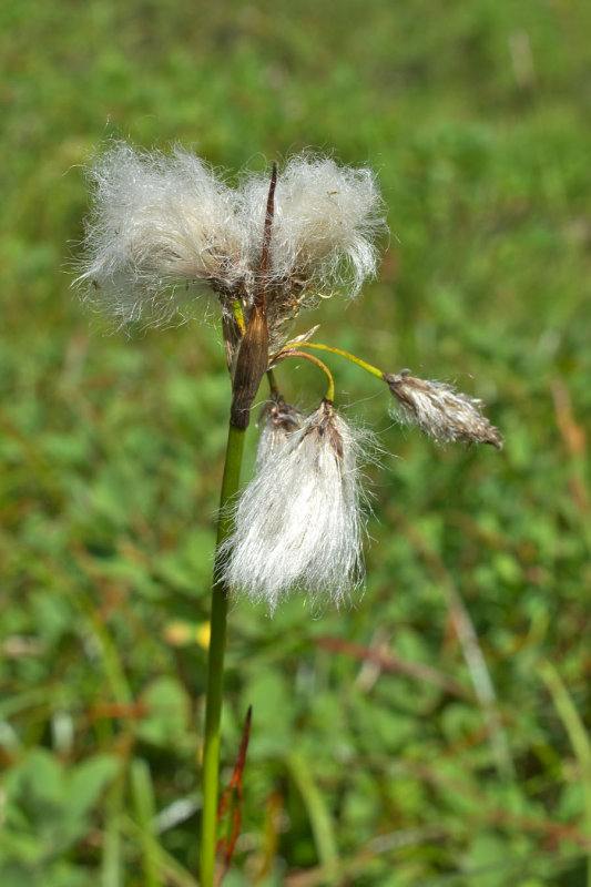 Eriophorum angustifolium subsp. angustifolium