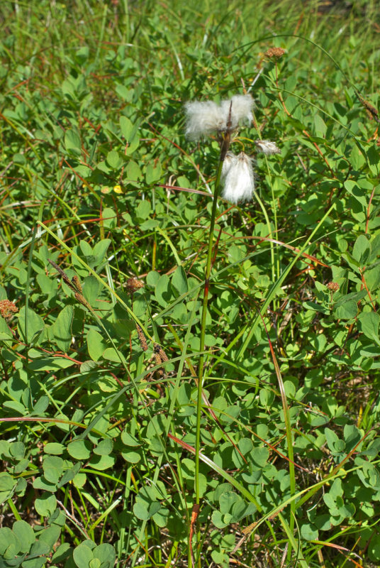 Eriophorum angustifolium subsp. angustifolium