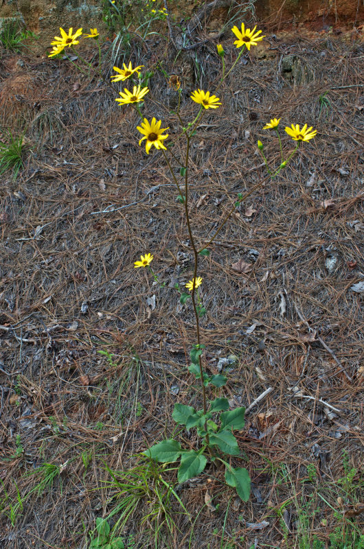 Helianthus atrorubens