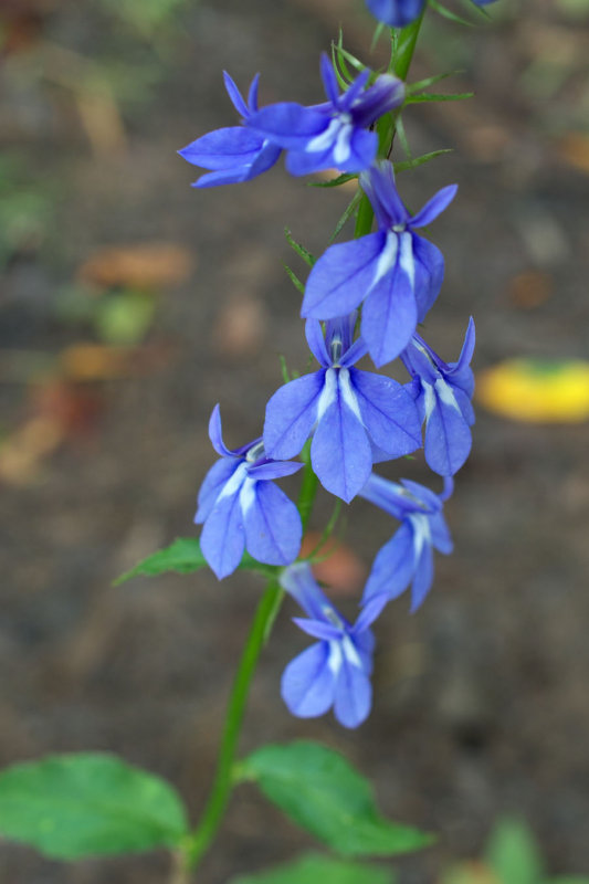 Lobelia puberula