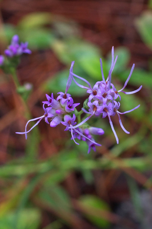 Liatris pilosa