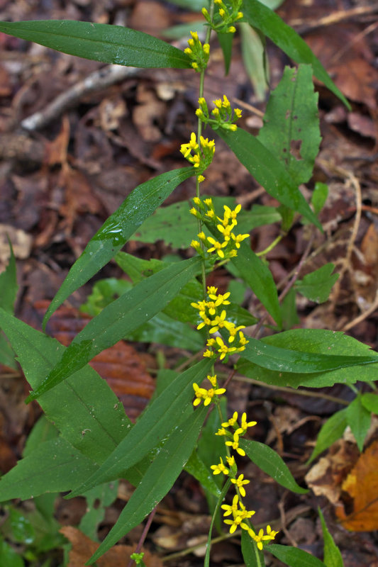 Solidago caesia var. caesia