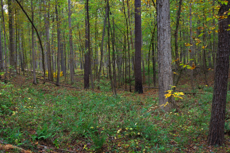 Turkey Creek Trail