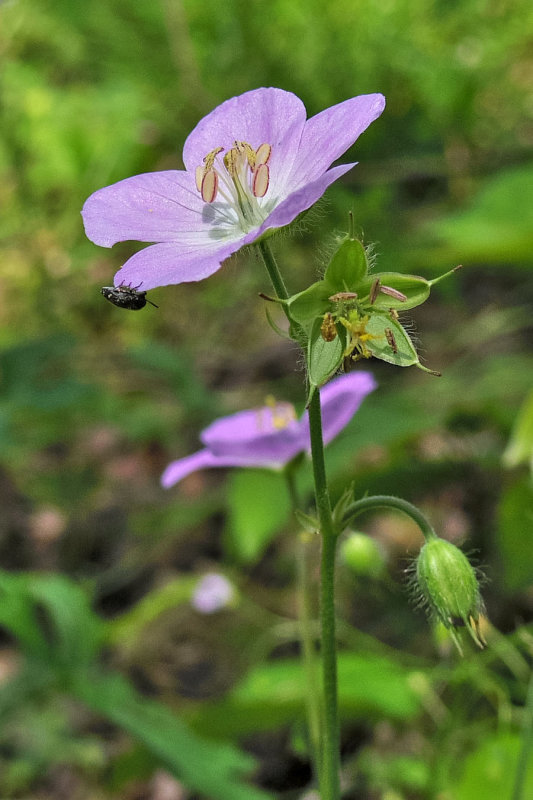 Geranium maculatum