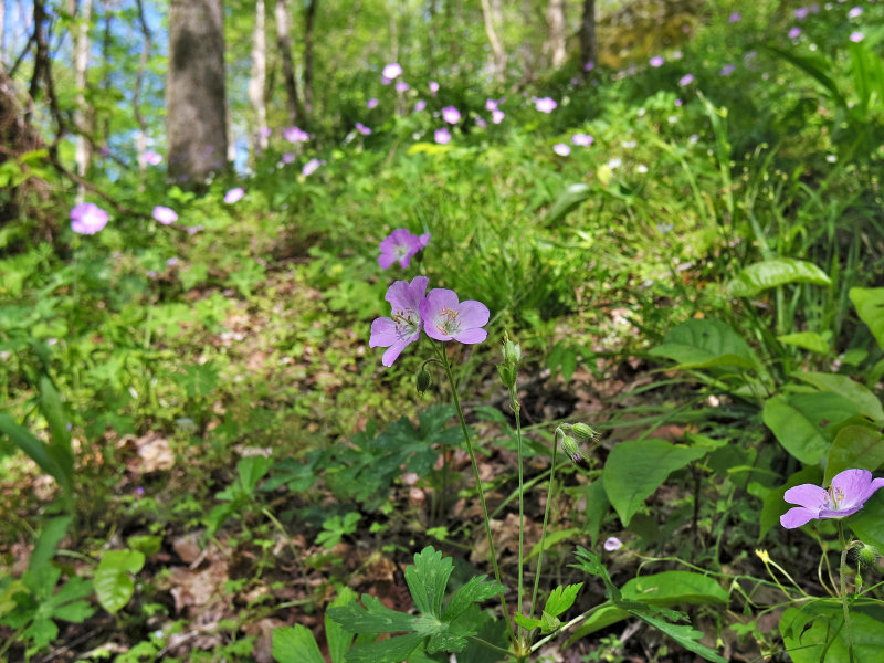 Geranium maculatum