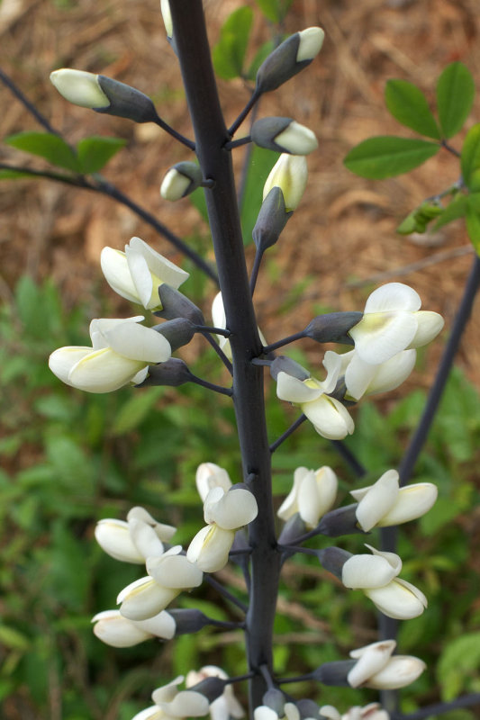 Baptisia alba