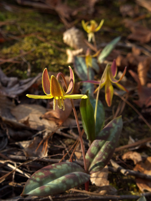 Erythronium umbilicatum ssp. umbilicatum