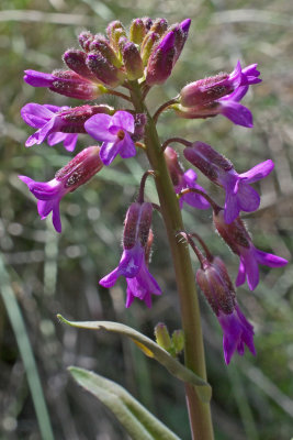 Boechera pauciflora