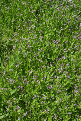 Chorispora tenella