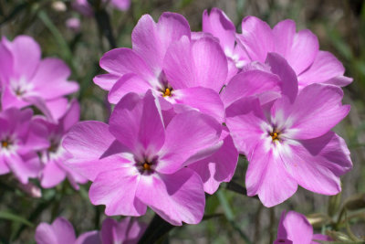 Phlox speciosa