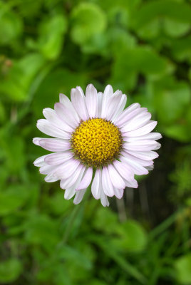 Erigeron peregrinus ssp. peregrinus