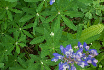 Lupinus latifolius var. latifolius