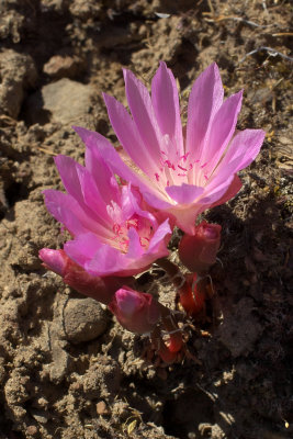 Lewisia rediviva