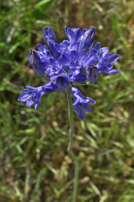 Triteleia grandiflora