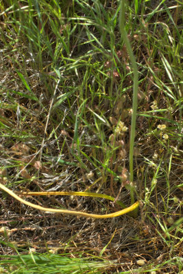 Triteleia grandiflora
