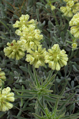 Eriogonum thymoides