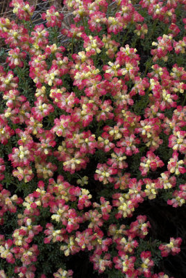 Eriogonum thymoides