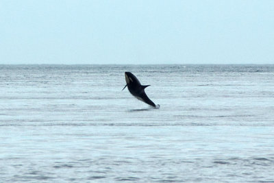 Orcinus orca