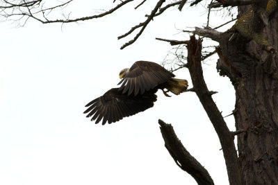 Haliaeetus leucocephalus