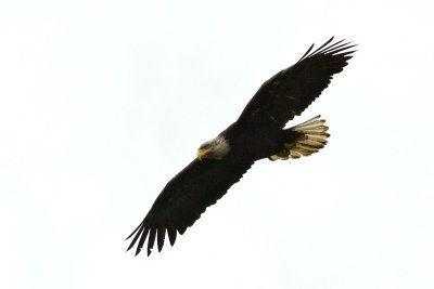 Haliaeetus leucocephalus