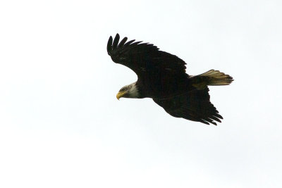 Haliaeetus leucocephalus