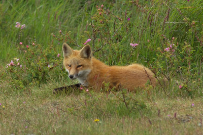 Vulpes vulpes