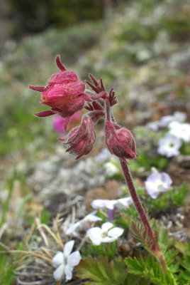 Geum triflorum var. campanulatum