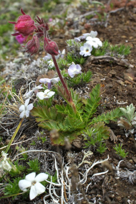 Geum triflorum var. campanulatum