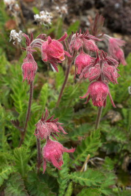 Geum triflorum var. campanulatum
