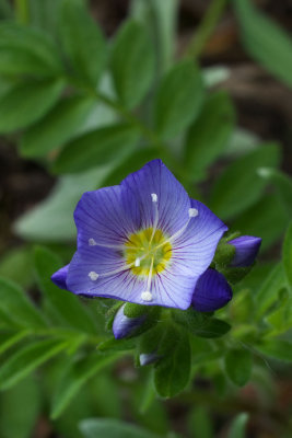 Polemonium pulcherrimum var. pulcherrimum