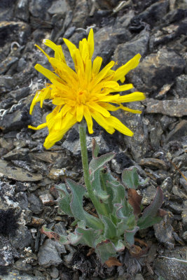 Agoseris glauca var. dasycephala