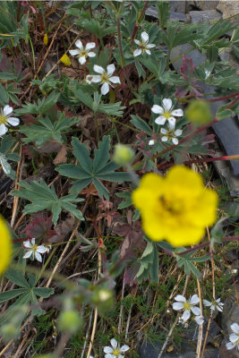 Potentilla glaucophylla var. glaucophylla