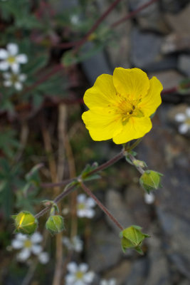 Potentilla glaucophylla var. glaucophylla