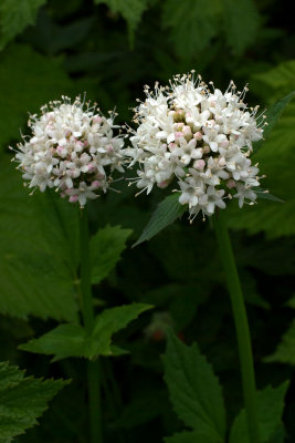 Valeriana sitchensis