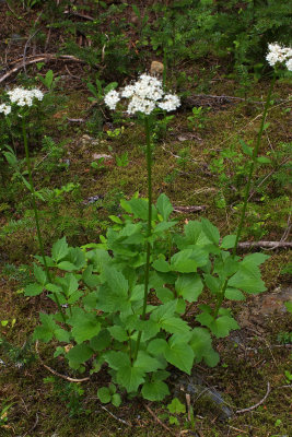 Valeriana sitchensis