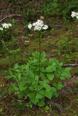 Valeriana sitchensis