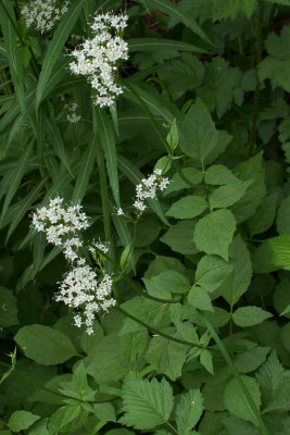 Valeriana sitchensis