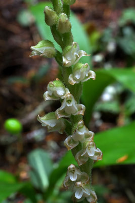Goodyera oblongifolia