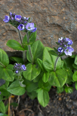 Veronica wormskjoldii