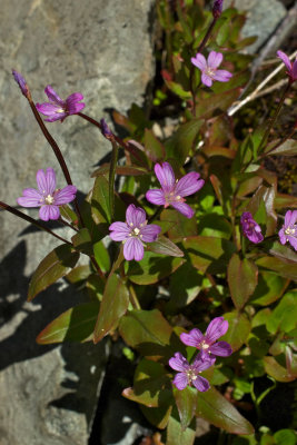 Epilobium clavatum