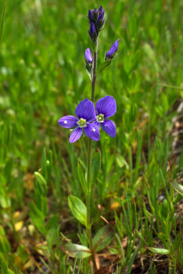 Veronica cusickii