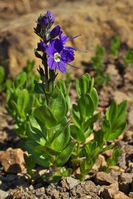 Veronica cusickii