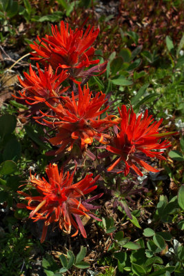 Castilleja rupicola
